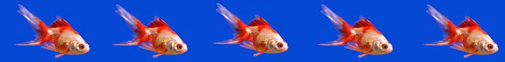 Pet Fish Image