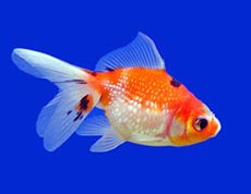 Pet Fish Image