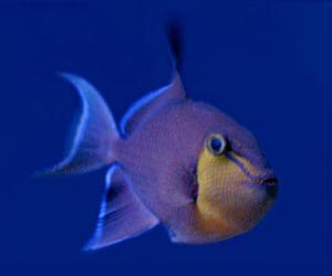 Piranha Fish Picture