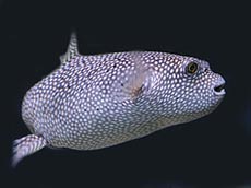 Puffer Fish Picture