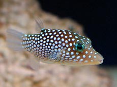 Puffer Fish Image