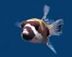 Fish Species - Puffer Fish Image