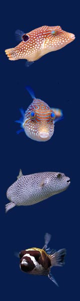 Puffer Fish Photos