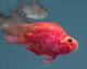 Fish Species - Parrot Fish Image