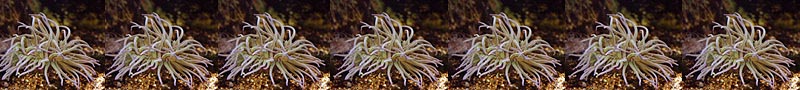 Sea Anemone Image