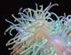 Sea Anemone Picture