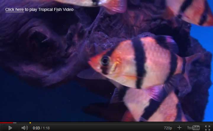 Tiger Barb Video