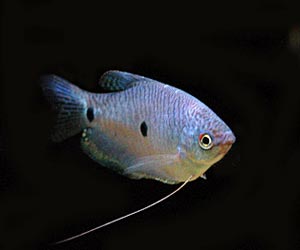 Tropical Fish Picture