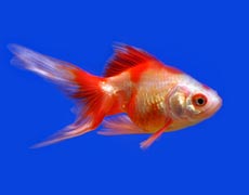 Pet Fish Image