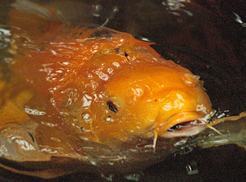 Picture of Koi Fish