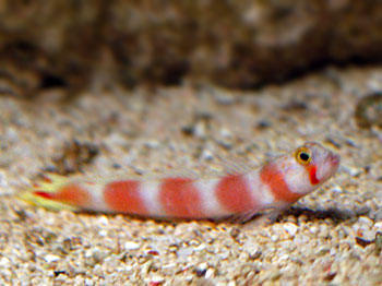 Picture of Pinkbar Goby