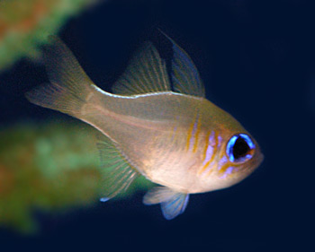 Picture of Threadfin Cardinalfish