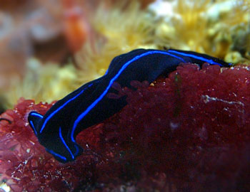 Picture of Blue Velvet Slug