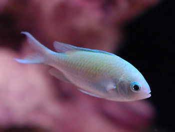Picture of Green Chromis