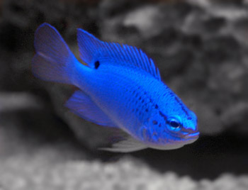 Picture of Blue Damselfish