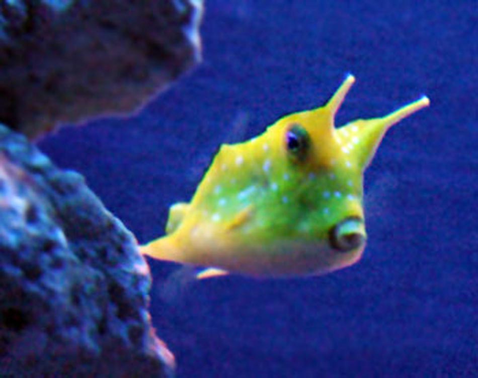 Picture of Cowfish