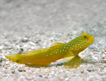 Picture of Yellow Watchman Goby