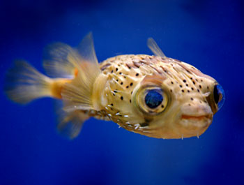 SPOTFIN PORCUPINEFISH