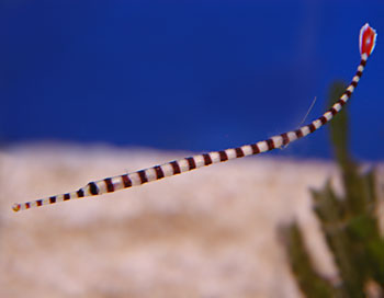 Picture of Banded Pipefish