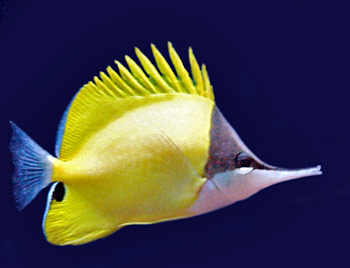 Picture of Yellow Longnose Butterflyfish