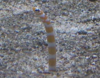 Picture of Splendid Garden Eel