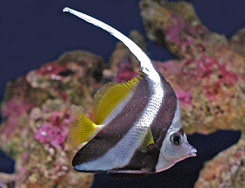 Picture of Pennant Coralfish