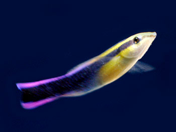 Picture of Hawaiian Cleaner Wrasse