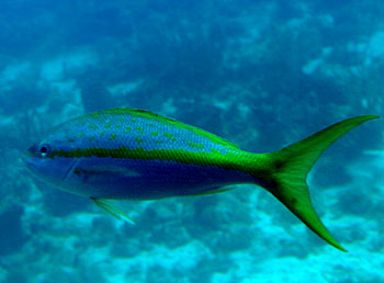 Picture of Yellowtail Snapper