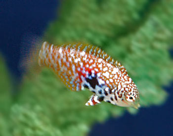 Picture of Blackspotted Wrasse