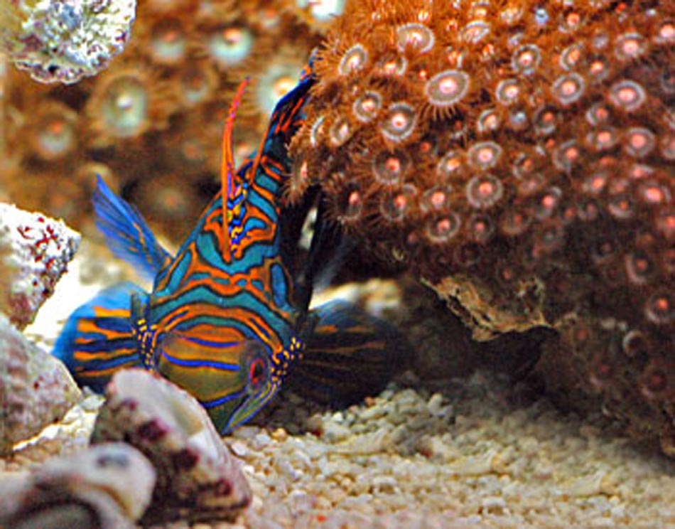 Mandarin Fish Picture