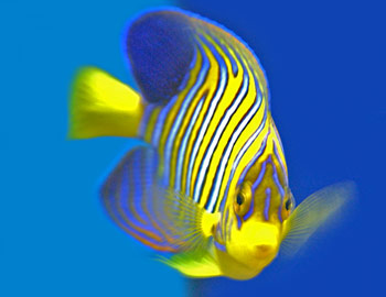 Picture of Marine Fish