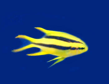 Picture of Black and Gold Chromis