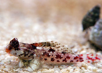 Picture of Scooter Dragonet