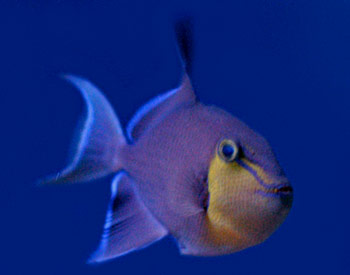 Picture of Red-Toothed Trigger Fish