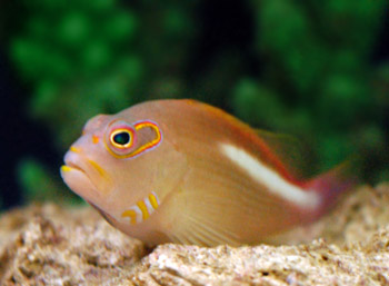 Picture of Hawkfish