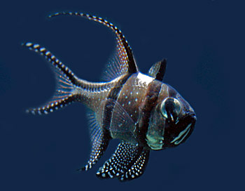 Picture of Banggai Cardinalfish