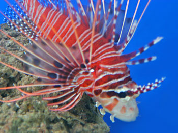 Picture of Clearfin Lionfish