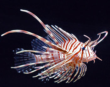 Picture of Volitans Lionfish