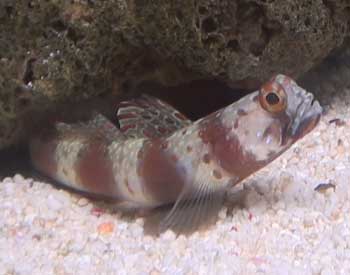 Picture of Red Banded Prawn Goby