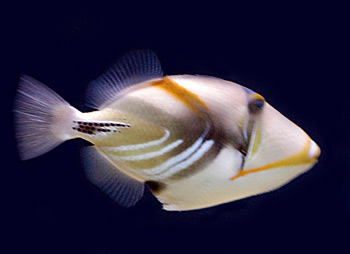 Picture of Lagoon Triggerfish