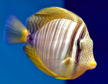 Picture of Sailfin Tang