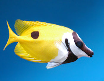 Picture of Foxface Rabbitfish