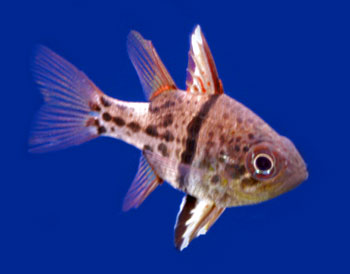 Picture of Spotted Cardinalfish