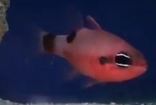 Picture of Flamefish