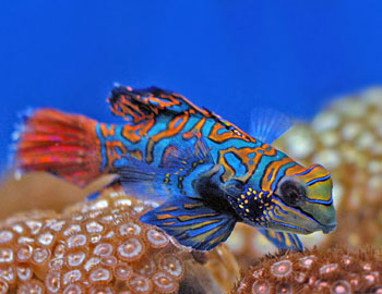 Picture of Mandarin Goby