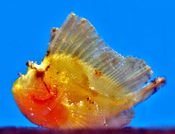 Picture of Leaf Scorpionfish