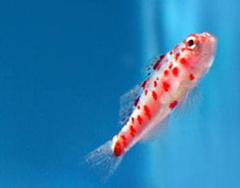 Picture of Red Spotted Goby