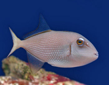 Picture of Guilded Triggerfish