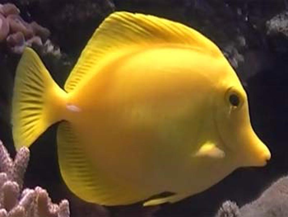 Yellow Tang Picture