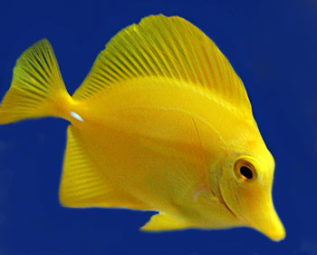 Picture of Yellow Tang